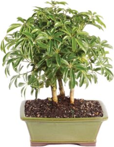 Brussel's Bonsai Live Hawaiian Umbrella Indoor Bonsai Tree-3 Years Old 7" to 10" Tall with Decorative Container, Blank