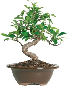 Brussel's Live Golden Gate Ficus Indoor Bonsai Tree - 4 Years Old; 5" to 8" Tall with Decorative Container